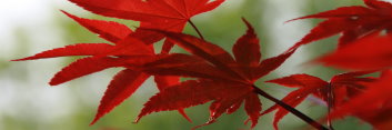 Acer palmatum Moonfire