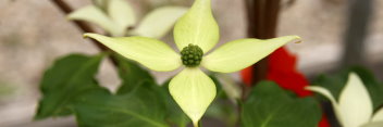 z Cornus kousa var chinensis All Summer