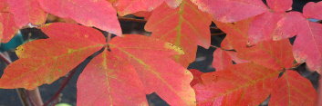 Acer Paper Bark Maple (See Acer griseum)