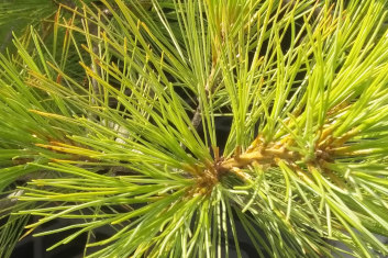 Pinus strobus Pendula