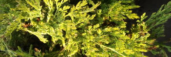 z Conifer Juniperus horizontalis Gold Strike