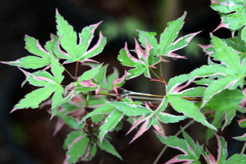 Acer palmatum Kagiri Nishiki