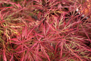 Acer palmatum Raraflora