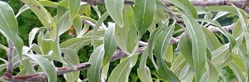z Pyrus salicifolia Pendula