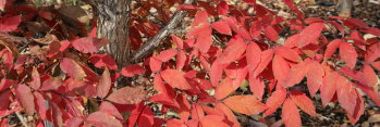 Acer triflorum