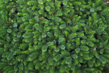 Picea omorika Nana