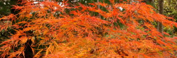 Acer palmatum Pink Lace