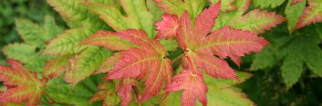 Acer japonicum Meigetsu