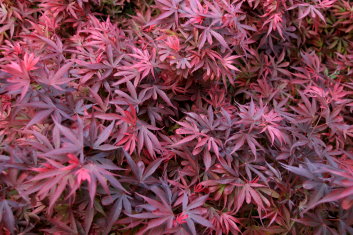 Acer palmatum Carl's Corner