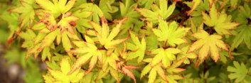 Acer palmatum Tiny Tim