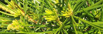 z Conifer Sciadopitys verticillata Gruene Kugel