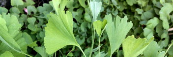 z Ginkgo biloba Thelma