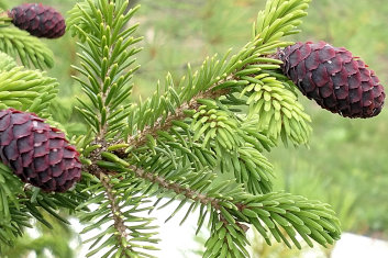 Picea likeangensis Purpurea