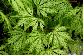 Acer palmatum Sister Ghost