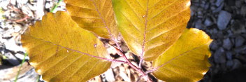 z Fagus sylvatica Tortousa