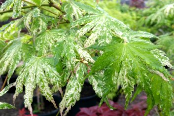 Acer palmatum Tyvetsu nishiki