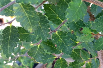 Zelkova serrata Nire