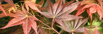 Acer palmatum Yezo nishiki