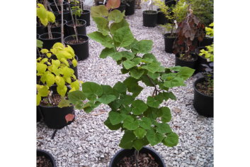 Cercis canadensis Little Woodie