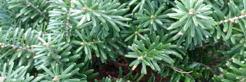 z Conifer Abies koreana Cis