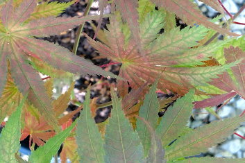 Acer palmatum Beni zuru