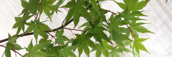 Acer palmatum Ryumon nishiki