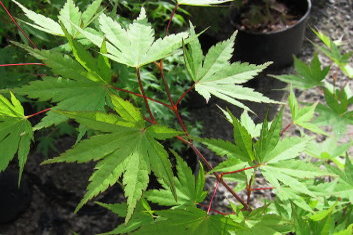 Acer palmatum Coral Magic