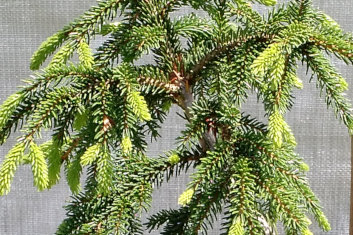 Picea orientalis Nutans