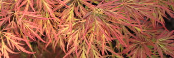 Acer japonicum Irish Lace