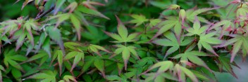 Acer palmatum Kiyohime