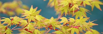 Acer palmatum Calico