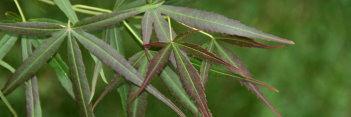 Acer palmatum Filifera Purpurea