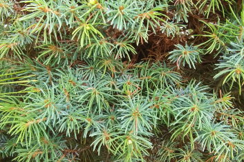 Picea glauca Sanders Blue