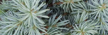 z Conifer Picea pungens Blue Pearl