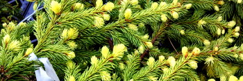 z Conifer Picea pungens Gebelle's Golden Spring