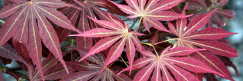 Acer palmatum Burgundy Lime