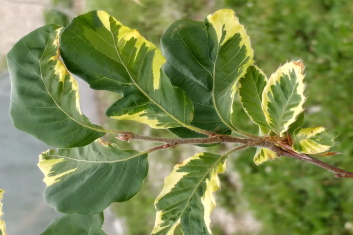 Fagus sylvatica Silbertaler