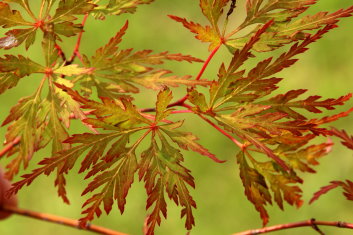 Acer palmatum Seiryu