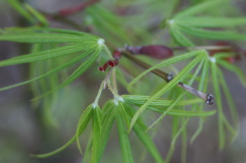 Acer palmatum Ao shime no uchi