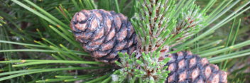 z Conifer Pinus heldreichii (leucodermis) Schmidtii