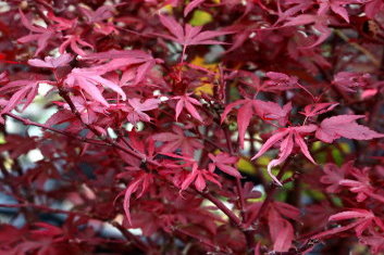 Acer palmatum Shaina