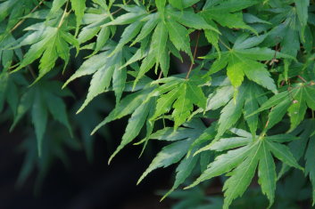 Acer palmatum Werner's Pagoda