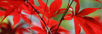 Acer palmatum Emperor One