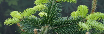 z Conifer Abies fraseri Prostrada