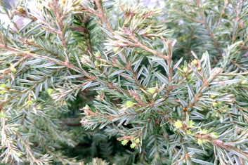 Tsuga canadensis Moon Frost