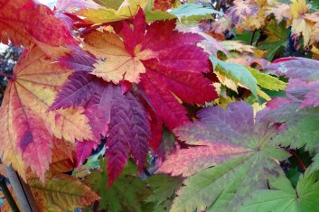 Acer japonicum Vitifolium