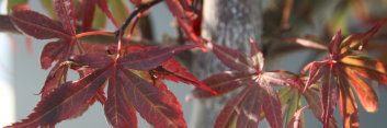 Acer palmatum Brandt's Dwarf