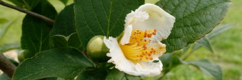 z Stewartia pseudocamellia Ballet