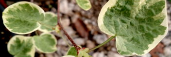 z Disanthus cercidifolius Ena nishiki