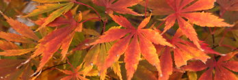 Acer palmatum Fascination